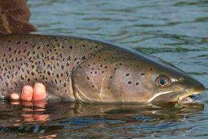 Timen - kakvu ribu? Timen - kakvu ribu?